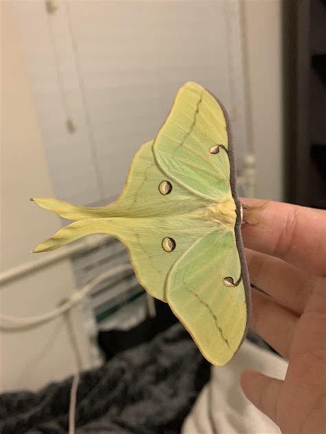 Luna moth eggs for sale - Get the best deals on Luna Moth when you shop the largest online selection at eBay.com. Free shipping on many items | Browse your favorite brands | affordable prices.